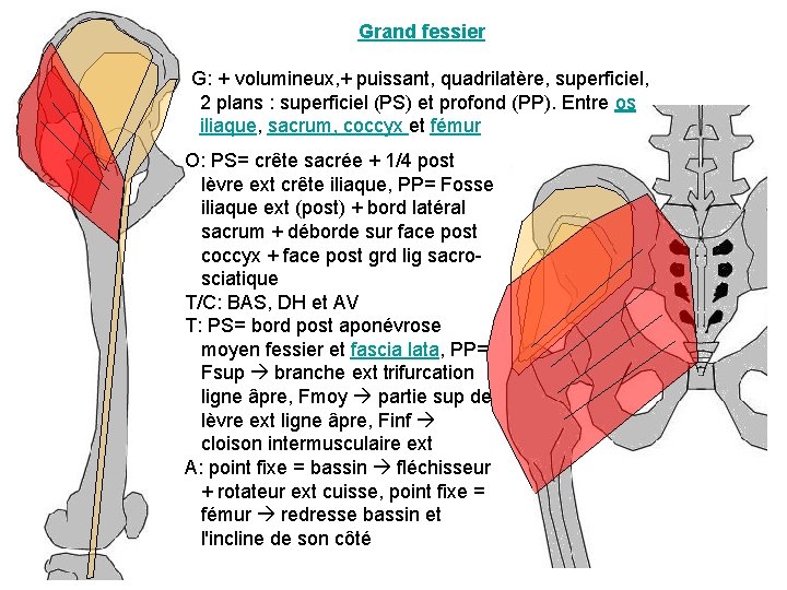 Grand fessier G: + volumineux, + puissant, quadrilatère, superficiel, 2 plans : superficiel (PS) Grand fessier G: + volumineux, + puissant, quadrilatère, superficiel, 2 plans : superficiel (PS)