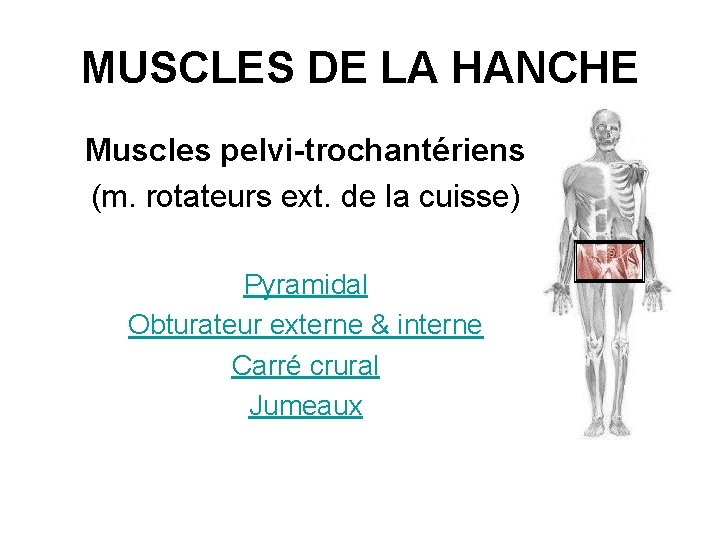 MUSCLES DE LA HANCHE Muscles pelvi-trochantériens (m. rotateurs ext. de la cuisse) Pyramidal Obturateur