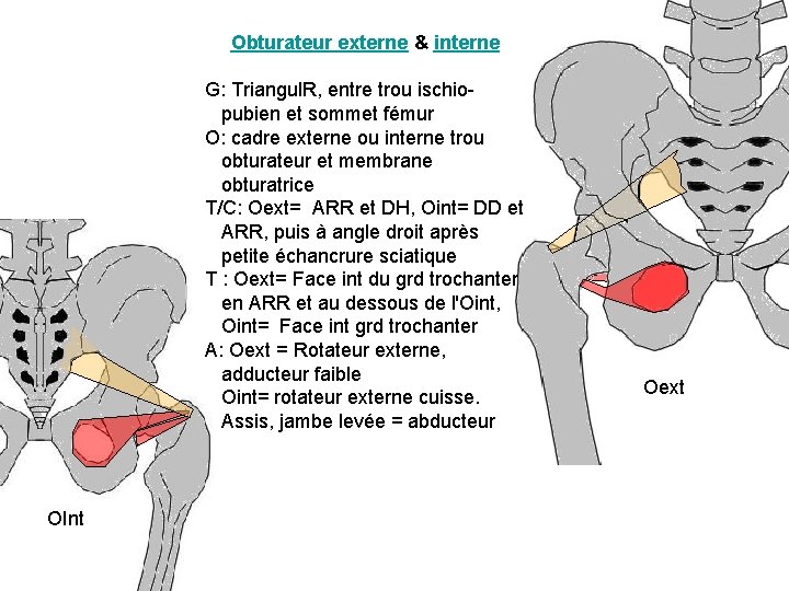 Obturateur externe & interne G: Triangul. R, entre trou ischiopubien et sommet fémur O: