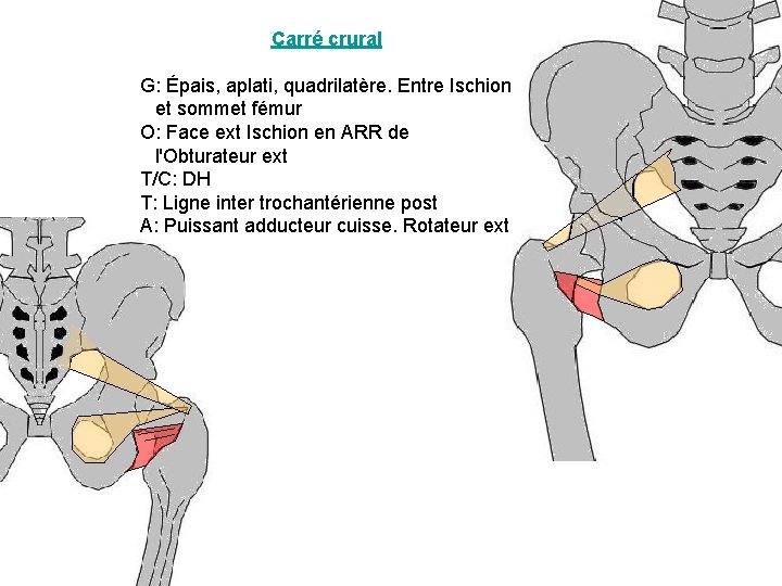 Carré crural G: Épais, aplati, quadrilatère. Entre Ischion et sommet fémur O: Face ext