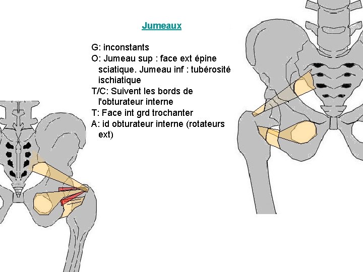 Jumeaux G: inconstants O: Jumeau sup : face ext épine sciatique. Jumeau inf : Jumeaux G: inconstants O: Jumeau sup : face ext épine sciatique. Jumeau inf :