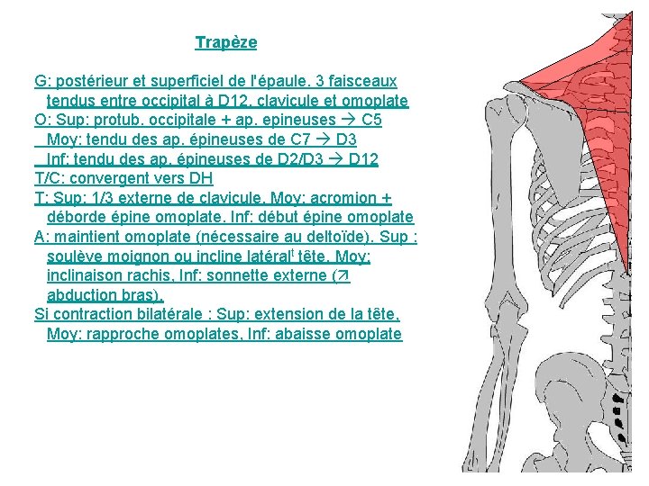 Trapèze G: postérieur et superficiel de l'épaule. 3 faisceaux tendus entre occipital à D Trapèze G: postérieur et superficiel de l'épaule. 3 faisceaux tendus entre occipital à D