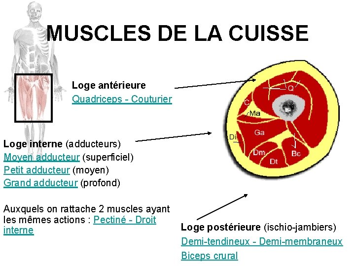 MUSCLES DE LA CUISSE Loge antérieure Quadriceps - Couturier Loge interne (adducteurs) Moyen adducteur