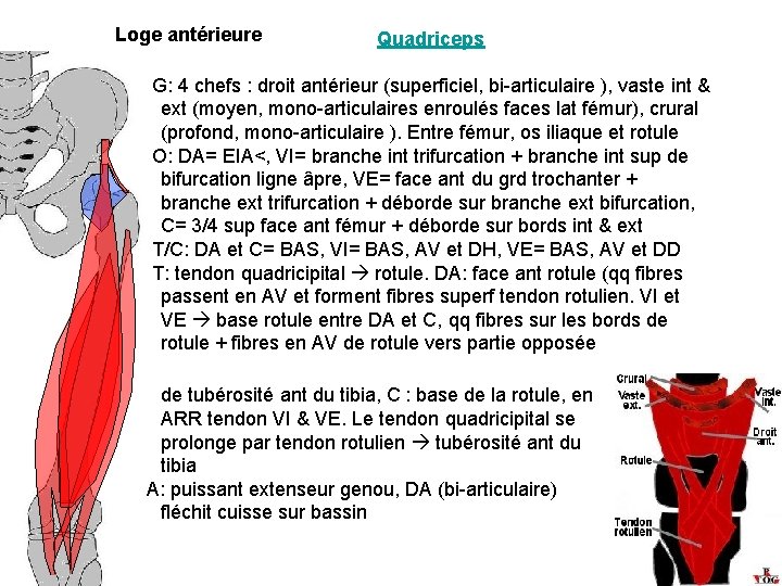 Loge antérieure Quadriceps G: 4 chefs : droit antérieur (superficiel, bi-articulaire ), vaste int