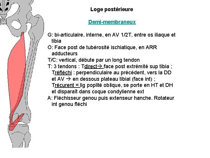 Loge postérieure Demi-membraneux G: bi-articulaire, interne, en AV 1/2 T, entre os iliaque et