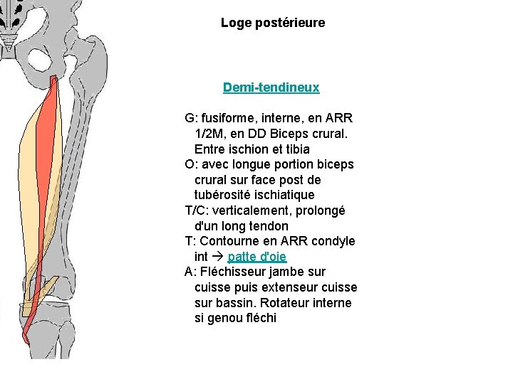 Loge postérieure Demi-tendineux G: fusiforme, interne, en ARR 1/2 M, en DD Biceps crural.