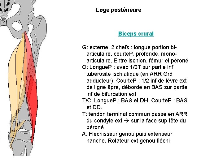 Loge postérieure Biceps crural G: externe, 2 chefs : longue portion biarticulaire, courte. P,