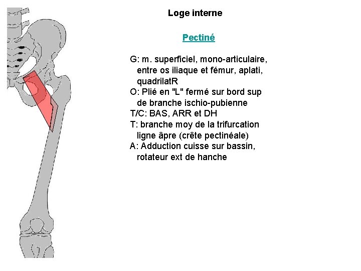 Loge interne Pectiné G: m. superficiel, mono-articulaire, entre os iliaque et fémur, aplati, quadrilat.