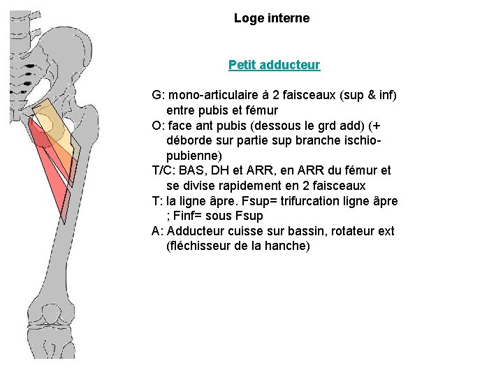 Loge interne Petit adducteur G: mono-articulaire à 2 faisceaux (sup & inf) entre pubis