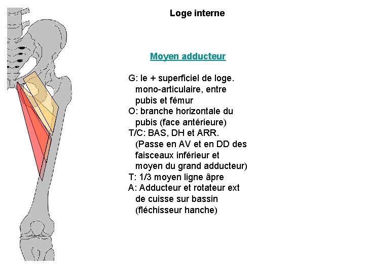 Loge interne Moyen adducteur G: le + superficiel de loge. mono-articulaire, entre pubis et