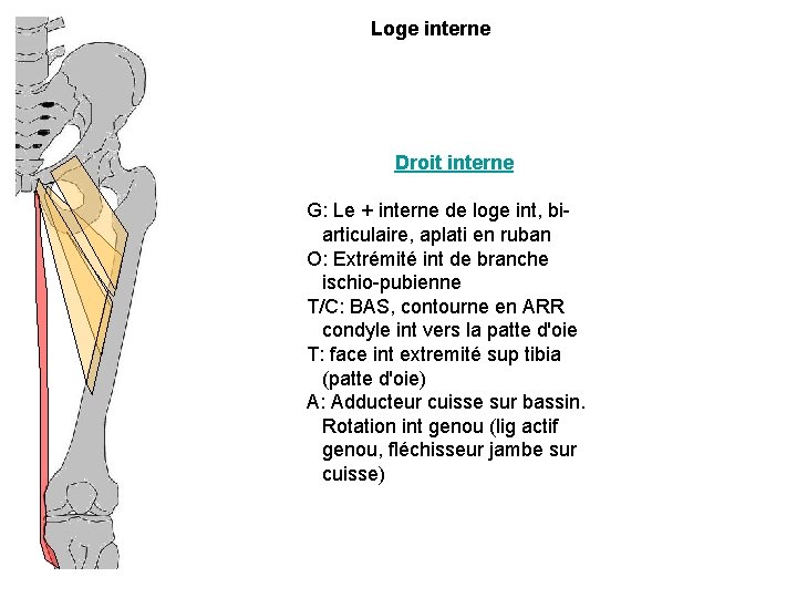 Loge interne Droit interne G: Le + interne de loge int, biarticulaire, aplati en