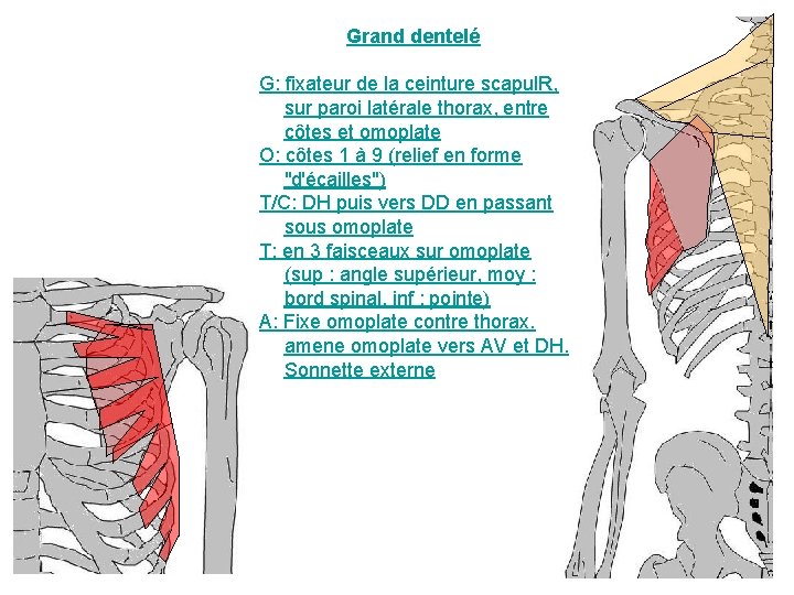 Grand dentelé G: fixateur de la ceinture scapul. R, sur paroi latérale thorax, entre