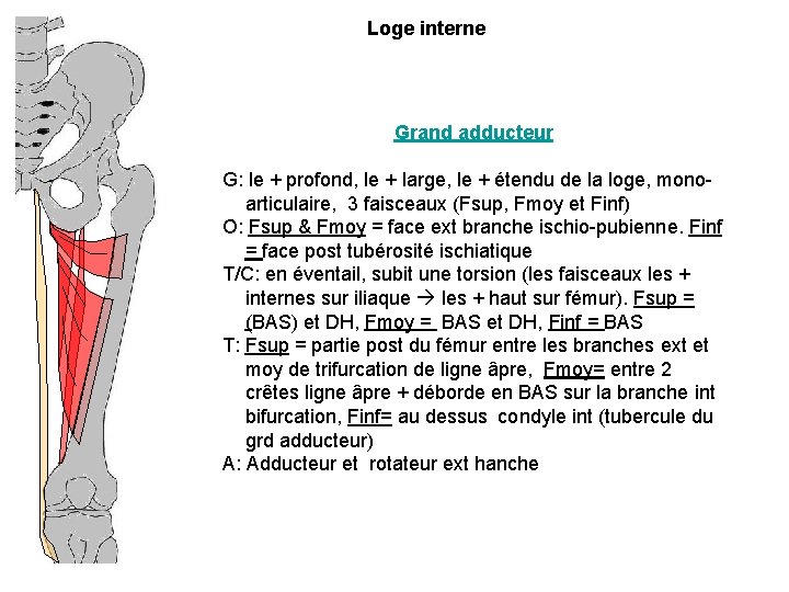 Loge interne Grand adducteur G: le + profond, le + large, le + étendu