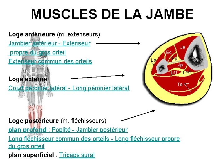 MUSCLES DE LA JAMBE Loge antérieure (m. extenseurs) Jambier antérieur - Extenseur propre du