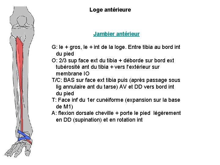 Loge antérieure Jambier antérieur G: le + gros, le + int de la loge.