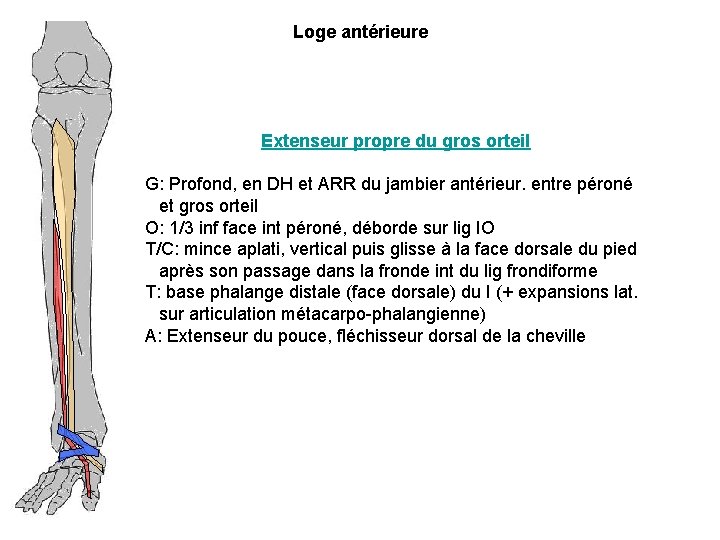 Loge antérieure Extenseur propre du gros orteil G: Profond, en DH et ARR du