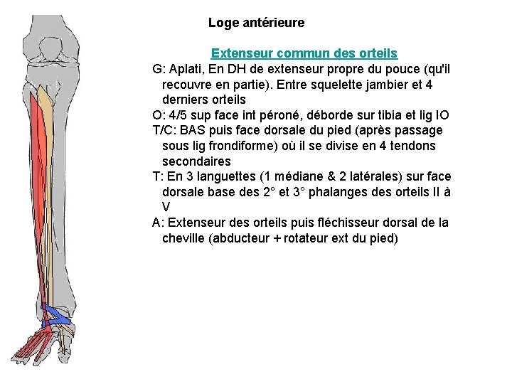 Loge antérieure Extenseur commun des orteils G: Aplati, En DH de extenseur propre du