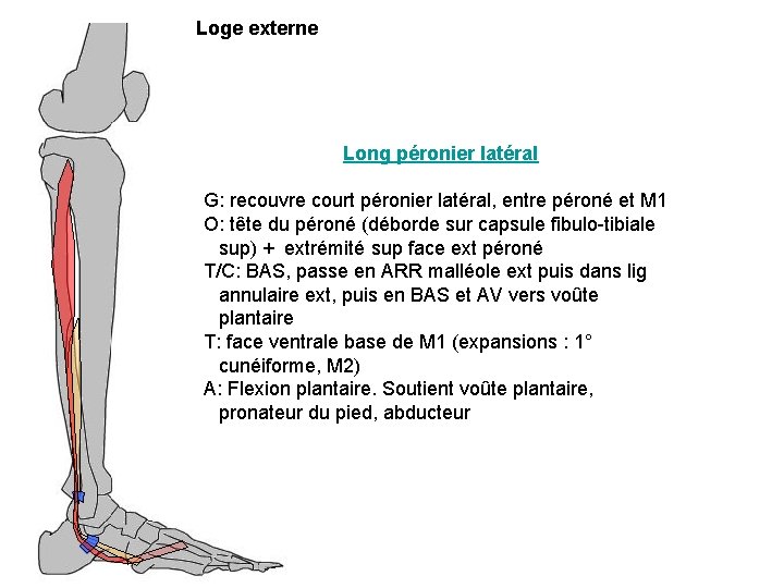 Loge externe Long péronier latéral G: recouvre court péronier latéral, entre péroné et M