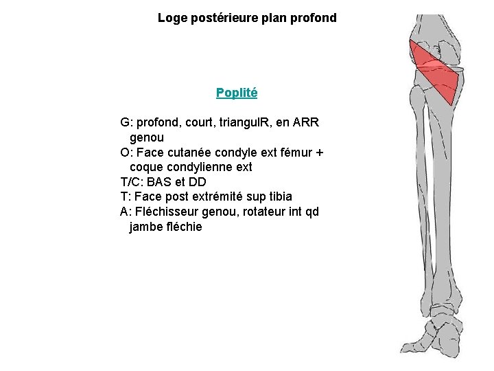 Loge postérieure plan profond Poplité G: profond, court, triangul. R, en ARR genou O: