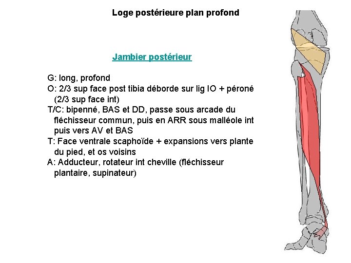 Loge postérieure plan profond Jambier postérieur G: long, profond O: 2/3 sup face post