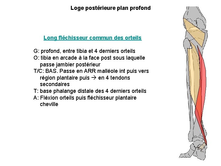 Loge postérieure plan profond Long fléchisseur commun des orteils G: profond, entre tibia et