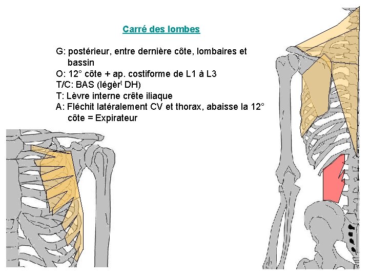 Carré des lombes G: postérieur, entre dernière côte, lombaires et bassin O: 12° côte Carré des lombes G: postérieur, entre dernière côte, lombaires et bassin O: 12° côte
