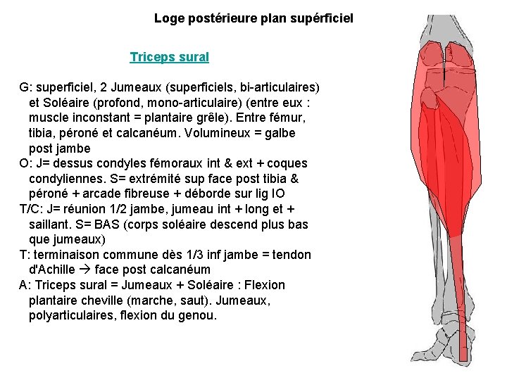 Loge postérieure plan supérficiel Triceps sural G: superficiel, 2 Jumeaux (superficiels, bi-articulaires) et Soléaire