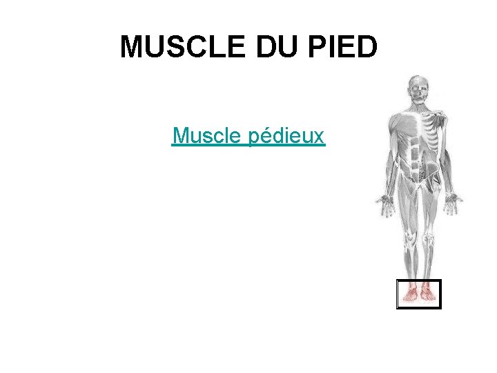 MUSCLE DU PIED Muscle pédieux 