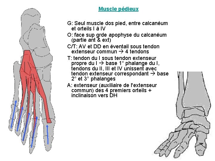 Muscle pédieux G: Seul muscle dos pied, entre calcanéum et orteils I à IV