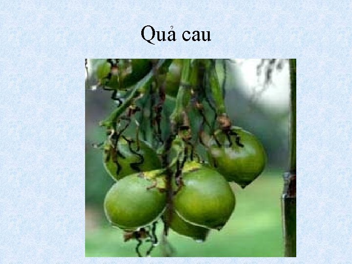 Quả cau 