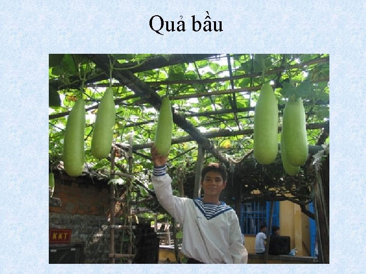 Quả bầu 