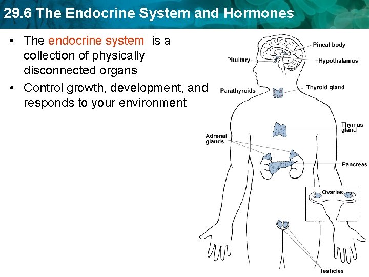 29. 6 The Endocrine System and Hormones • The endocrine system is a collection 29. 6 The Endocrine System and Hormones • The endocrine system is a collection