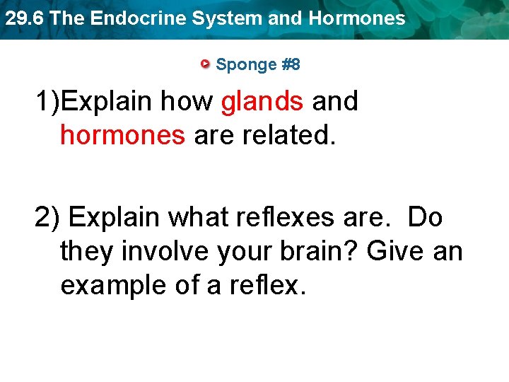 29. 6 The Endocrine System and Hormones Sponge #8 1)Explain how glands and hormones 29. 6 The Endocrine System and Hormones Sponge #8 1)Explain how glands and hormones
