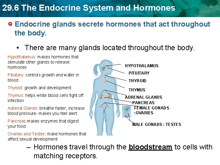 29. 6 The Endocrine System and Hormones Endocrine glands secrete hormones that act throughout 29. 6 The Endocrine System and Hormones Endocrine glands secrete hormones that act throughout