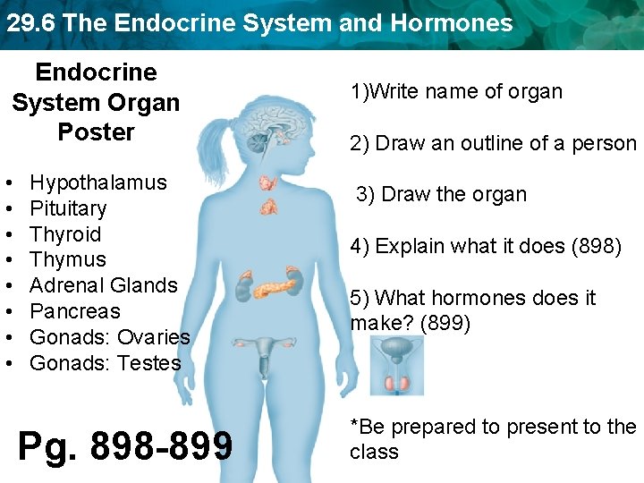 29. 6 The Endocrine System and Hormones Endocrine System Organ Poster • • Hypothalamus 29. 6 The Endocrine System and Hormones Endocrine System Organ Poster • • Hypothalamus