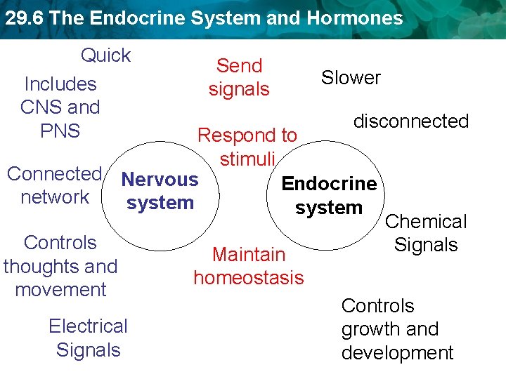 29. 6 The Endocrine System and Hormones Quick Includes CNS and PNS Send signals 29. 6 The Endocrine System and Hormones Quick Includes CNS and PNS Send signals