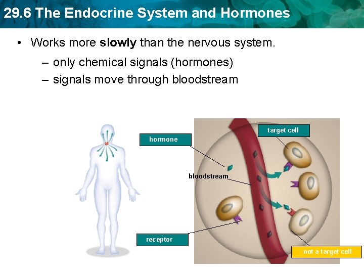 29. 6 The Endocrine System and Hormones • Works more slowly than the nervous 29. 6 The Endocrine System and Hormones • Works more slowly than the nervous