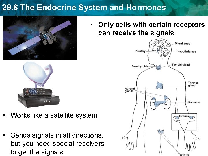 29. 6 The Endocrine System and Hormones • Only cells with certain receptors can 29. 6 The Endocrine System and Hormones • Only cells with certain receptors can