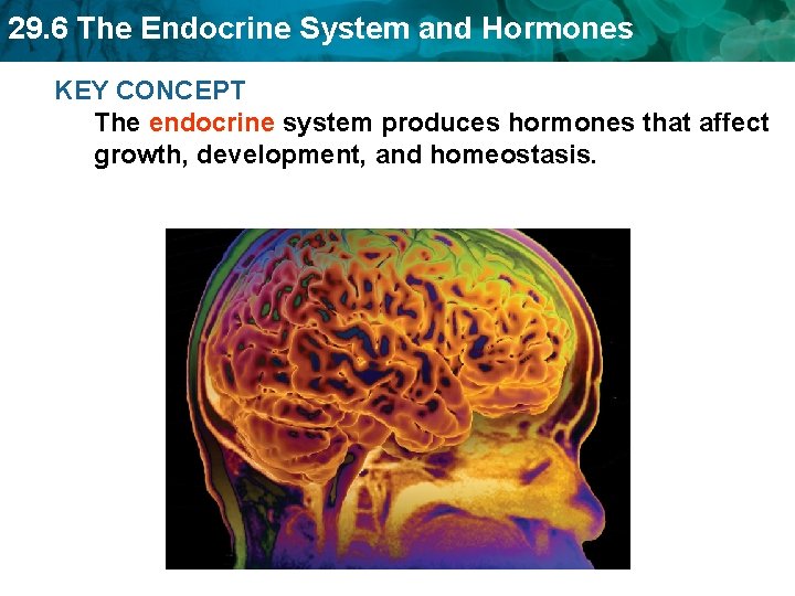 29. 6 The Endocrine System and Hormones KEY CONCEPT The endocrine system produces hormones 29. 6 The Endocrine System and Hormones KEY CONCEPT The endocrine system produces hormones