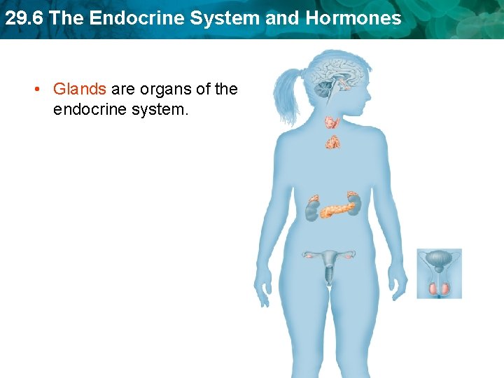 29. 6 The Endocrine System and Hormones • Glands are organs of the endocrine 29. 6 The Endocrine System and Hormones • Glands are organs of the endocrine