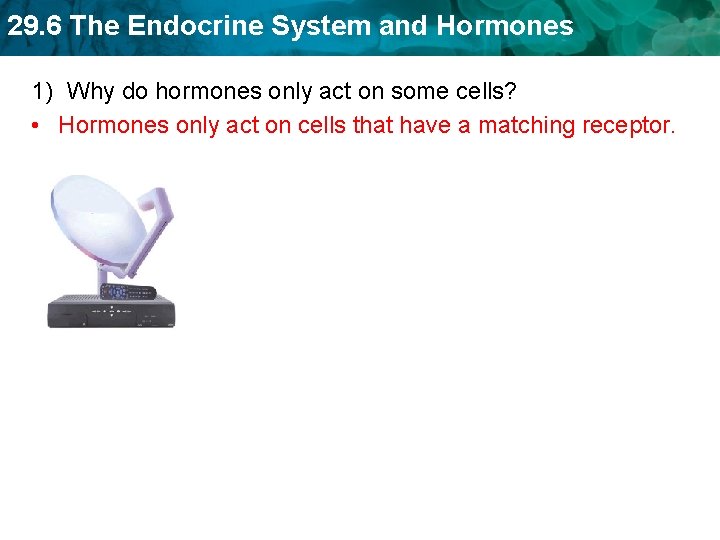 29. 6 The Endocrine System and Hormones 1) Why do hormones only act on 29. 6 The Endocrine System and Hormones 1) Why do hormones only act on
