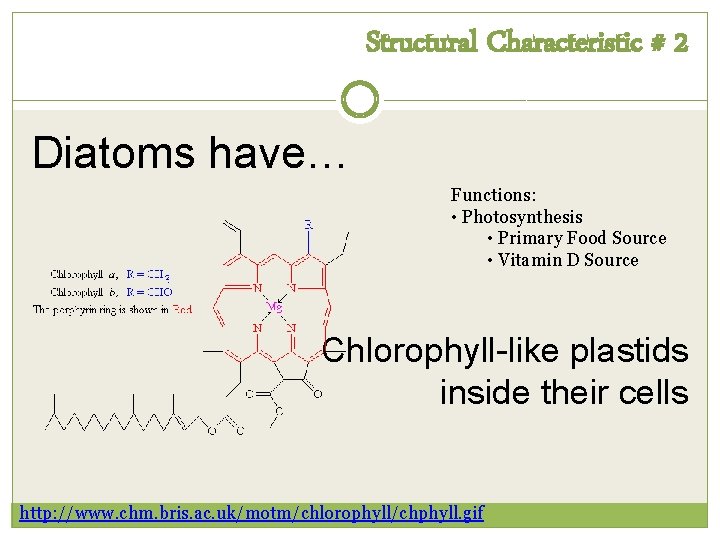 Structural Characteristic # 2 Diatoms have… Functions: • Photosynthesis • Primary Food Source •