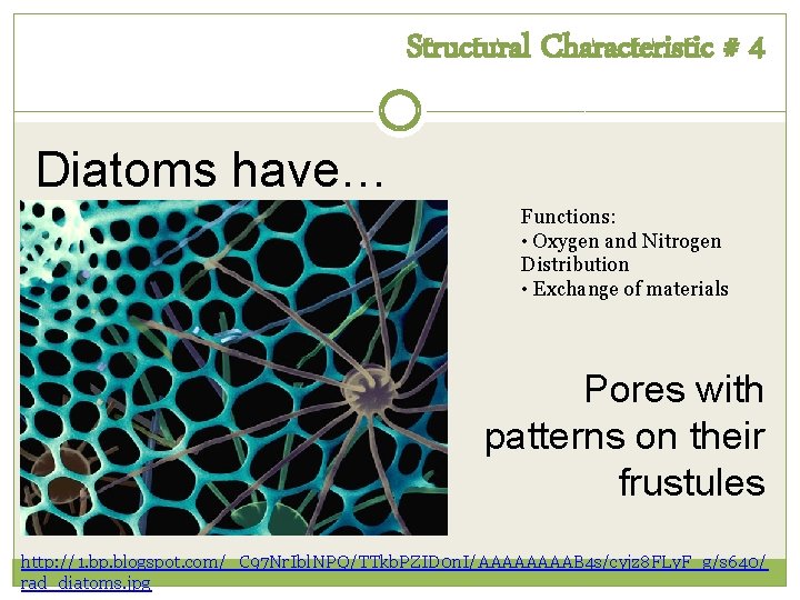 Structural Characteristic # 4 Diatoms have… Functions: • Oxygen and Nitrogen Distribution • Exchange