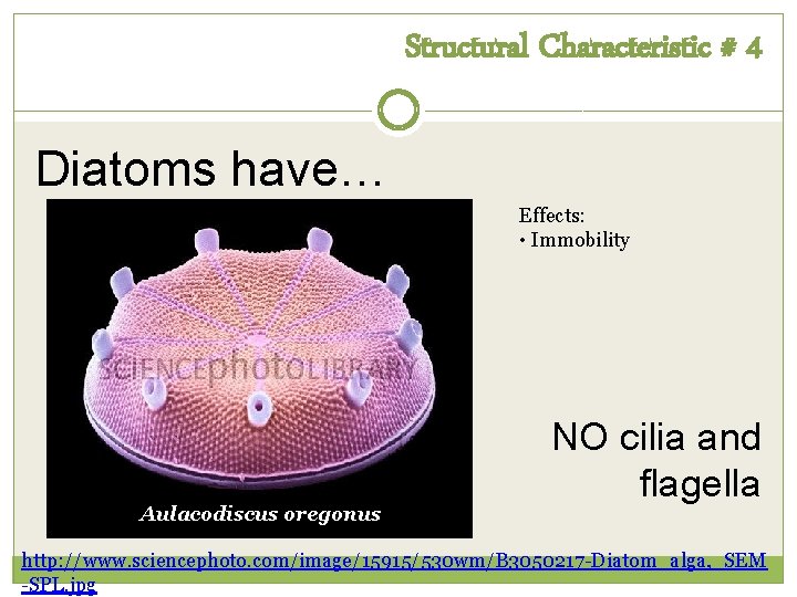 Structural Characteristic # 4 Diatoms have… Effects: • Immobility Aulacodiscus oregonus NO cilia and