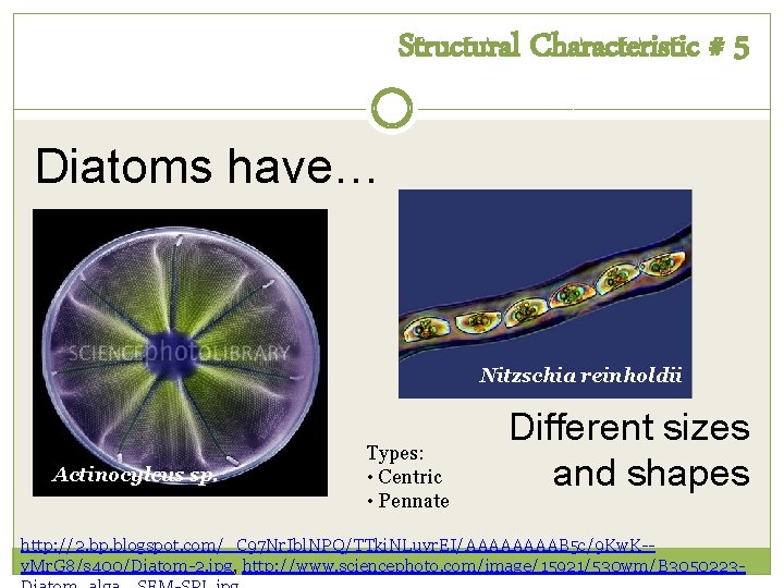 Structural Characteristic # 5 Diatoms have… Nitzschia reinholdii Actinocylcus sp. Types: • Centric •