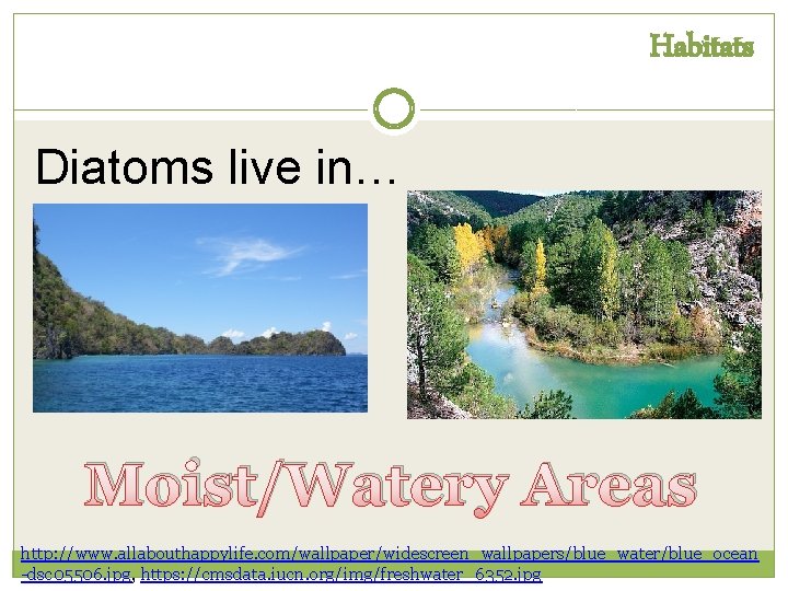Habitats Diatoms live in… Marine Freshwater Moist/Watery Areas http: //www. allabouthappylife. com/wallpaper/widescreen_wallpapers/blue_water/blue_ocean -dsc 05506.