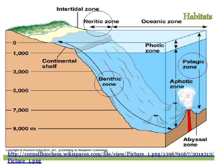 Habitats http: //cornellbiochem. wikispaces. com/file/view/Picture_1. png/139679067/301 x 313/ Picture_1. png 