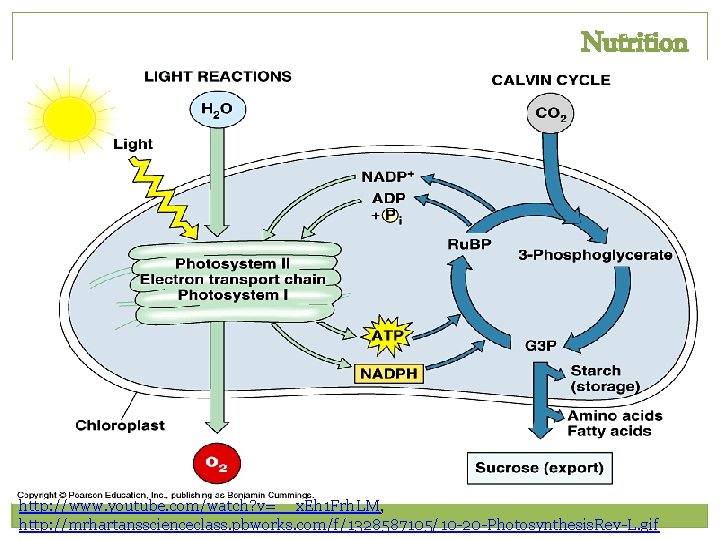 Nutrition Diatoms are… PHOTOSYNTHETIC http: //www. youtube. com/watch? v=__x. Eh 1 Frh. LM, http: