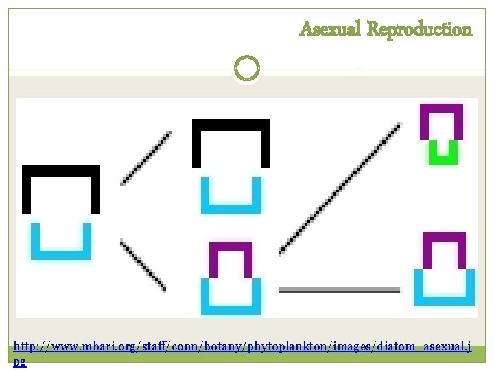 Asexual Reproduction http: //www. mbari. org/staff/conn/botany/phytoplankton/images/diatom_asexual. j pg 