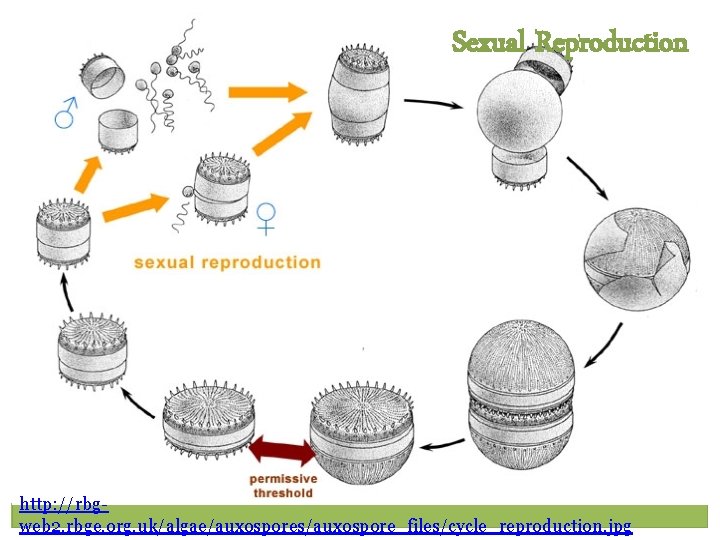Sexual Reproduction http: //rbgweb 2. rbge. org. uk/algae/auxospores/auxospore_files/cycle_reproduction. jpg 